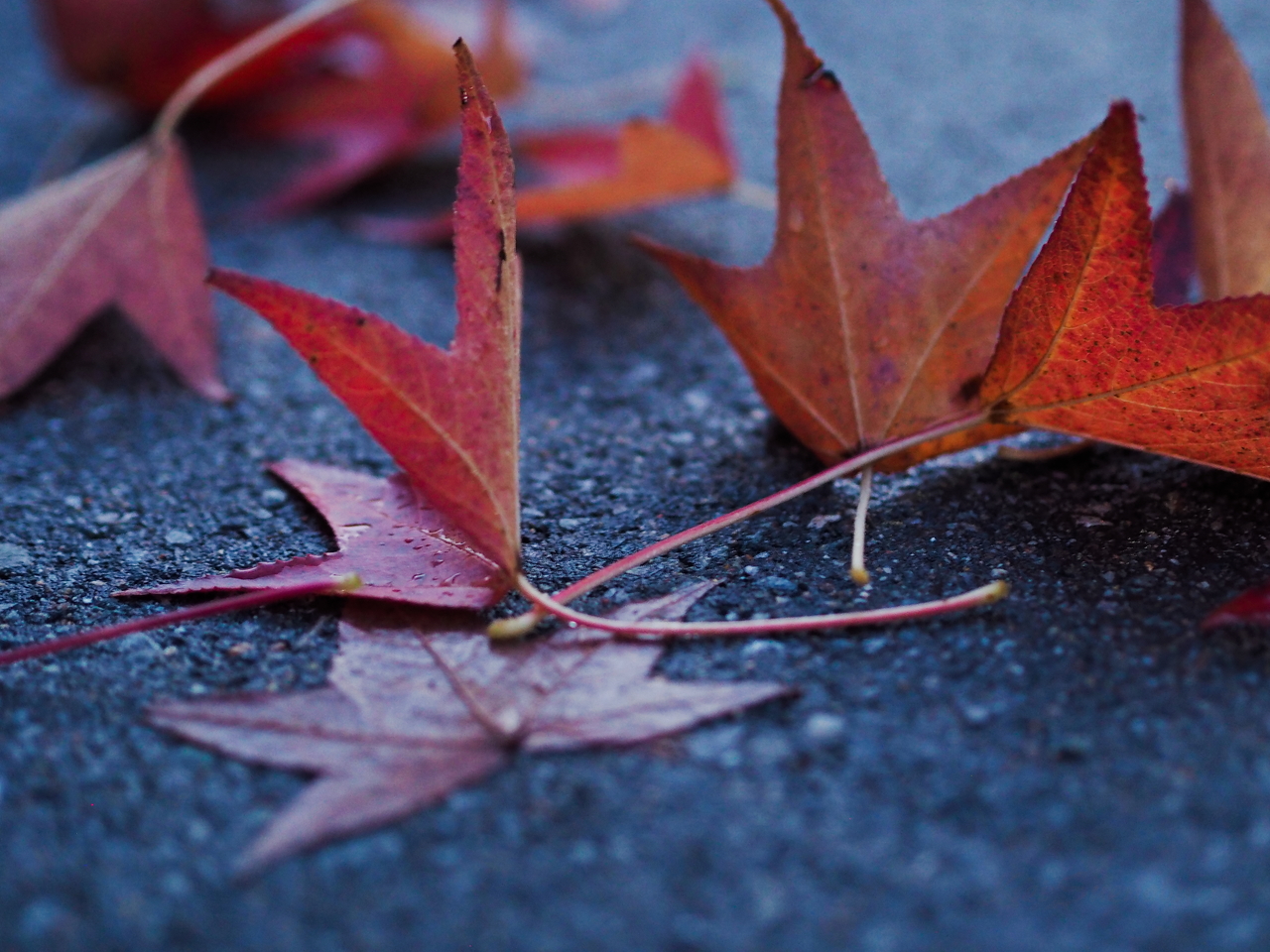 f:id:glitteringrivergreen:20201108223804j:plain