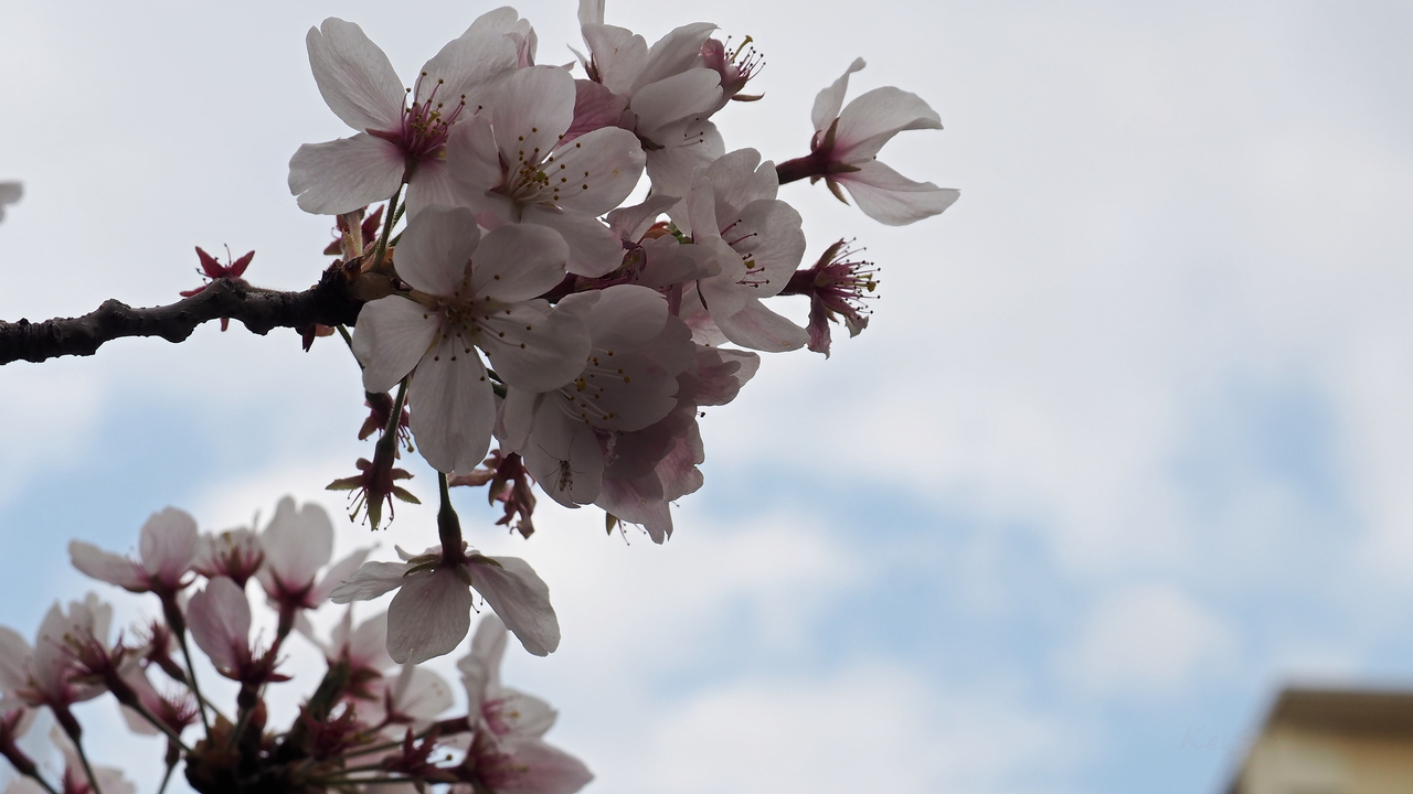 f:id:glitteringrivergreen:20210423213951j:plain