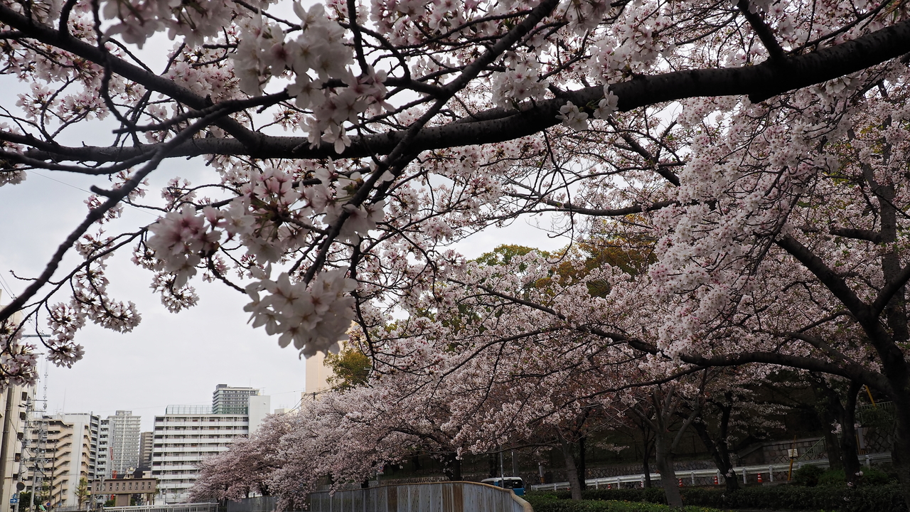 f:id:glitteringrivergreen:20210423214026j:plain