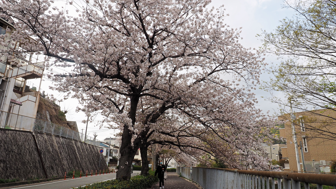 f:id:glitteringrivergreen:20210423214054j:plain