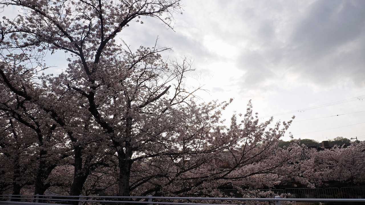 f:id:glitteringrivergreen:20210423214116j:plain