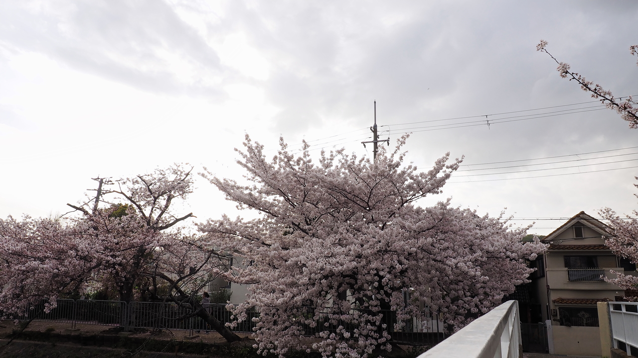 f:id:glitteringrivergreen:20210423214125j:plain