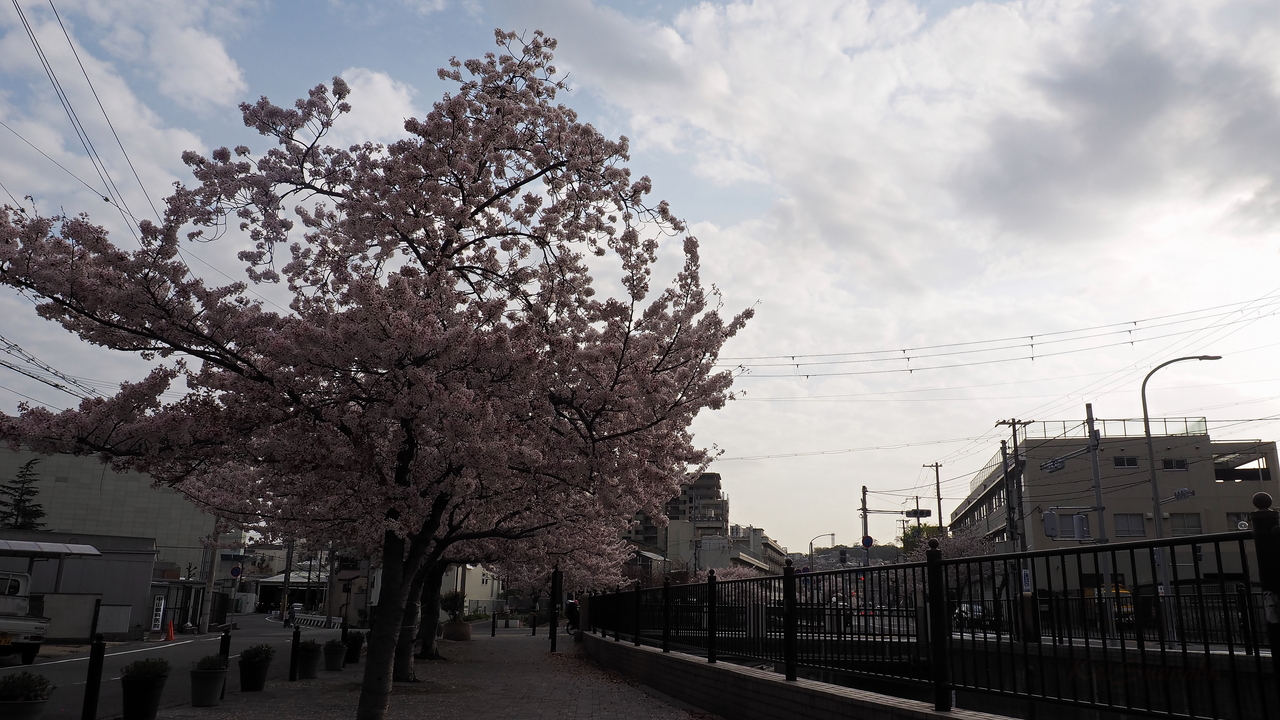 f:id:glitteringrivergreen:20210423214144j:plain