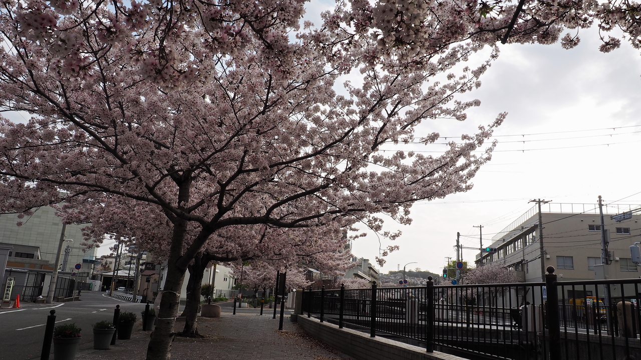 f:id:glitteringrivergreen:20210423214152j:plain