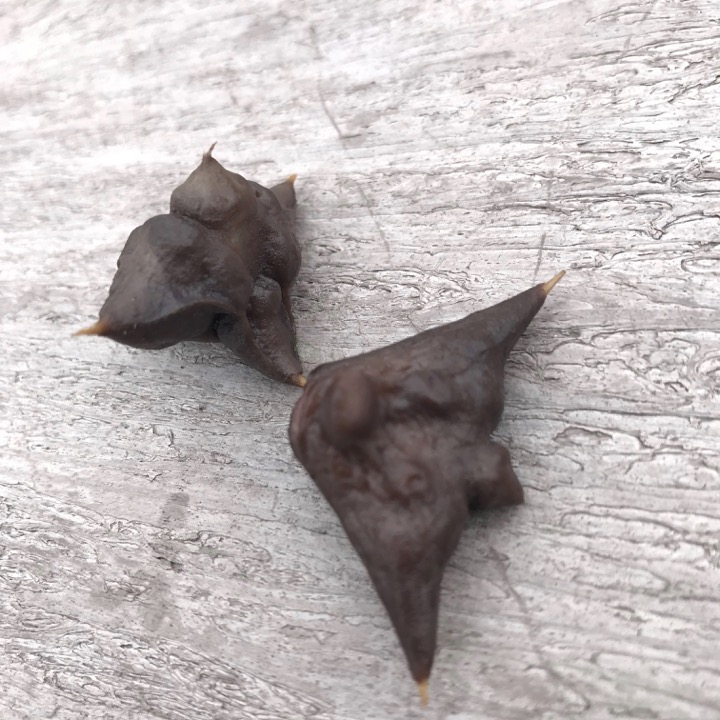 f:id:glk:20190914212208j:plain