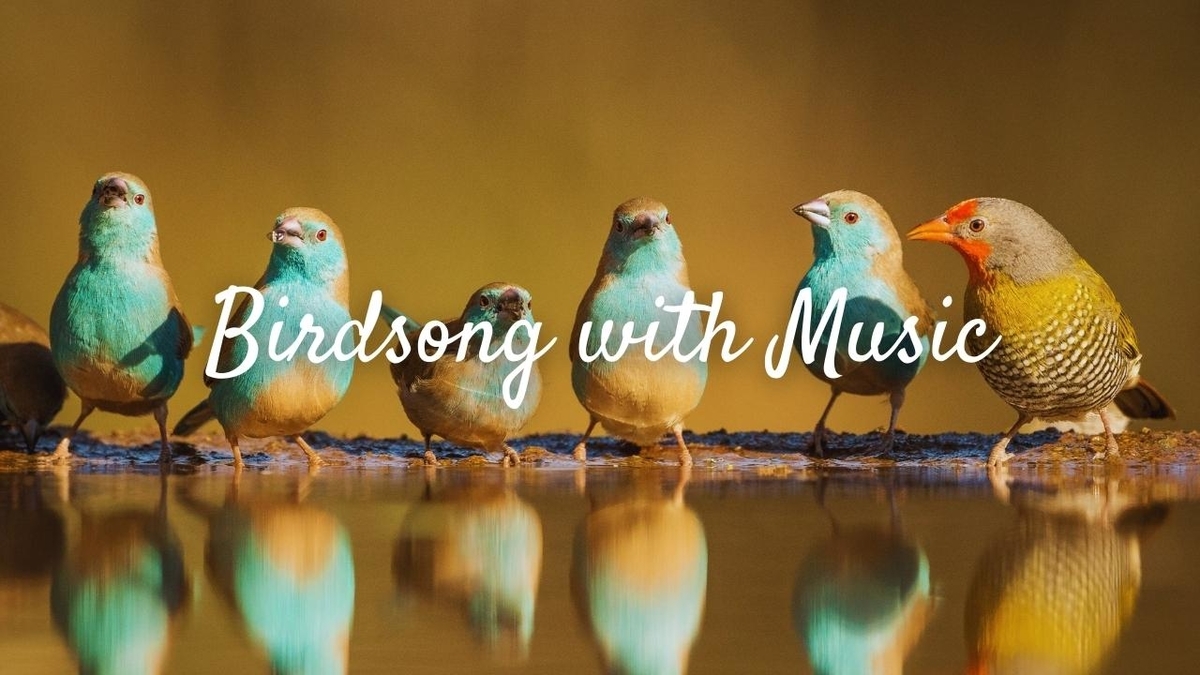 鳥のさえずりと音楽:リラックス、睡眠、ストレス解消