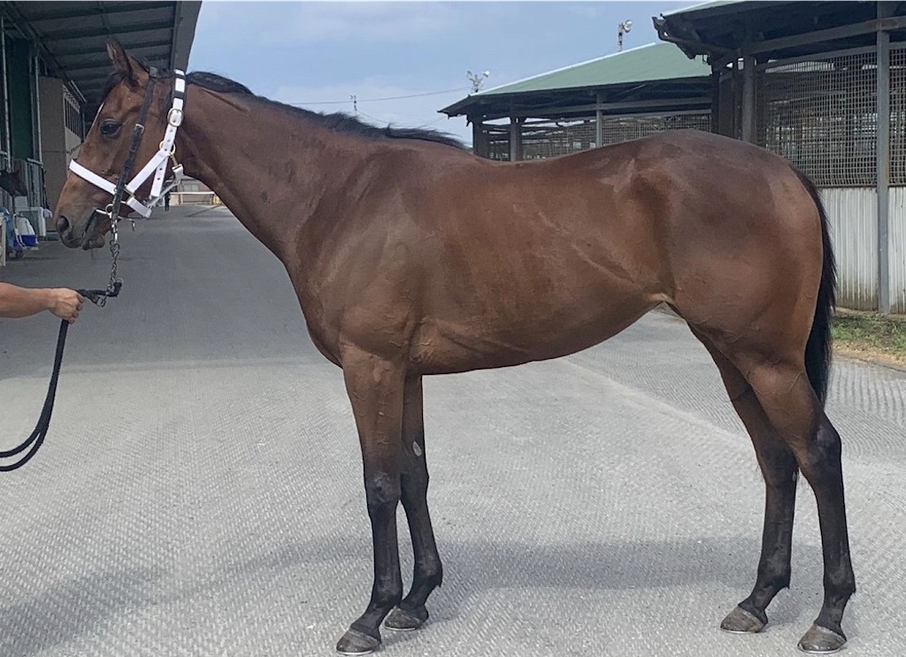 f:id:global_dyna:20200715211144j:image f:id:global_dyna:20200715211144j:image