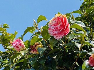 f:id:globalcat:20200425161928j:plain