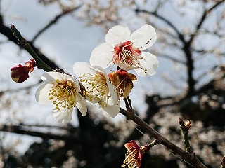f:id:globalcat:20210308125523j:plain