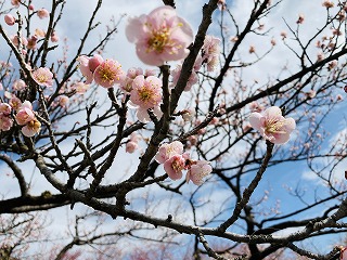f:id:globalcat:20210308125556j:plain