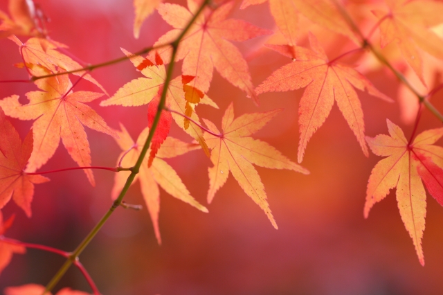 f:id:globalharmony19:20191105231522j:plain f:id:globalharmony19:20191105231522j:plain