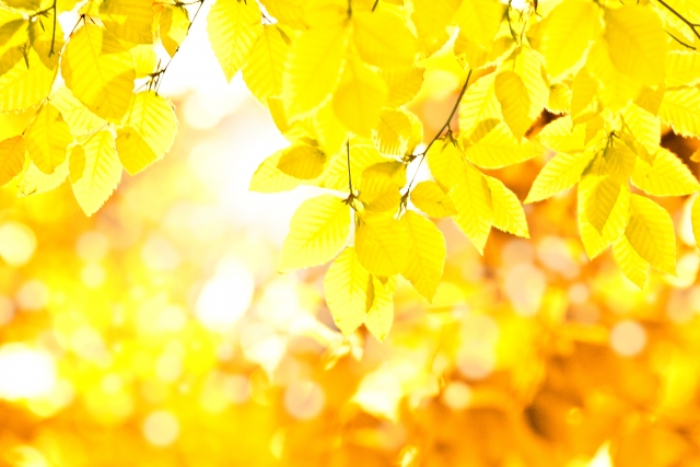 f:id:globalharmony19:20191108222603j:plain f:id:globalharmony19:20191108222603j:plain