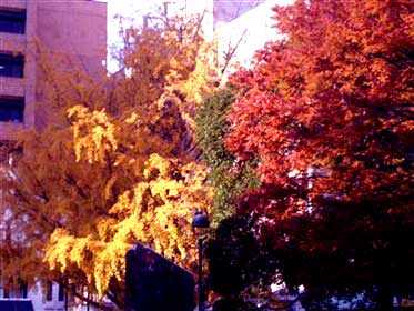 f:id:globalhead:20051123134453j:image
