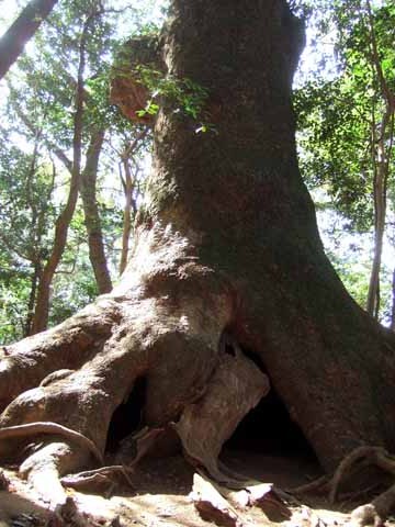 f:id:globalhead:20110324061222j:image