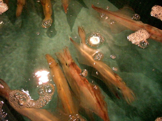 f:id:globalhead:20110411082715j:image