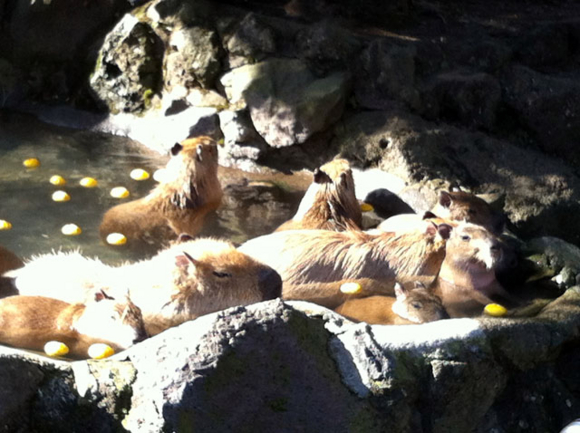 f:id:globalhead:20130105163953j:image f:id:globalhead:20130105163953j:image