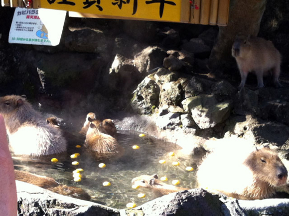 f:id:globalhead:20130105163954j:image f:id:globalhead:20130105163954j:image