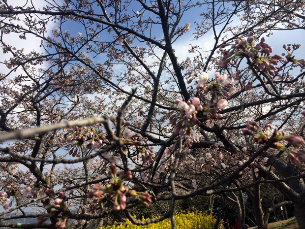 f:id:globalhead:20140330150033j:image