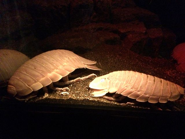 f:id:globalhead:20140720181236j:image f:id:globalhead:20140720181236j:image