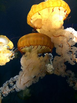 f:id:globalhead:20140720181447j:image