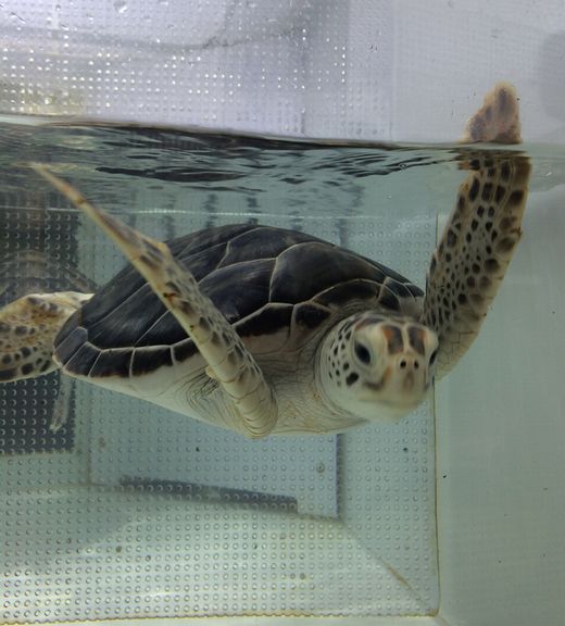 f:id:globalhead:20140720181610j:image f:id:globalhead:20140720181610j:image