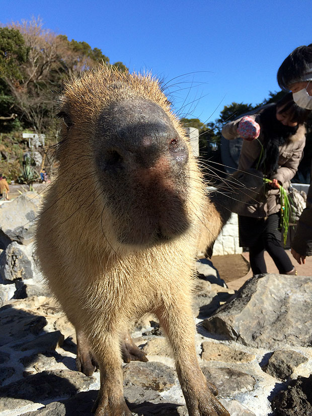 f:id:globalhead:20150112161541j:image