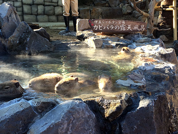 f:id:globalhead:20150112162402j:image