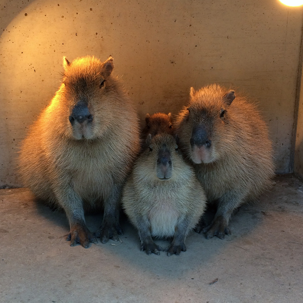 f:id:globalhead:20150112162728j:image