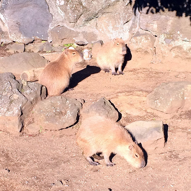 f:id:globalhead:20150112162923j:image