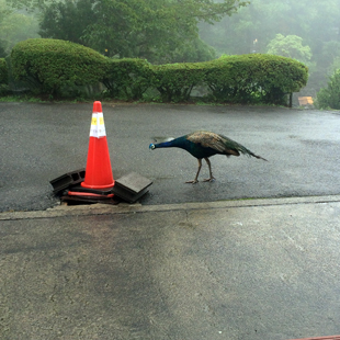 f:id:globalhead:20150831212237j:image