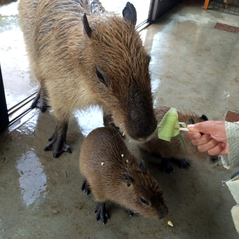 f:id:globalhead:20150831213322j:image