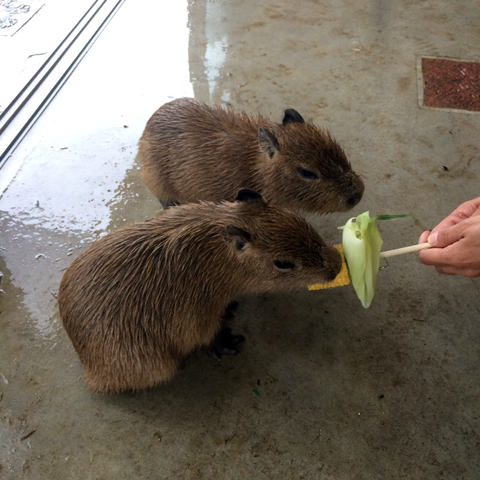 f:id:globalhead:20150831213323j:image