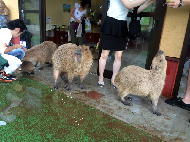f:id:globalhead:20150831213610j:image