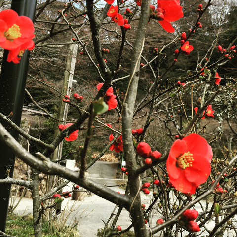 f:id:globalhead:20160306202541j:image f:id:globalhead:20160306202541j:image