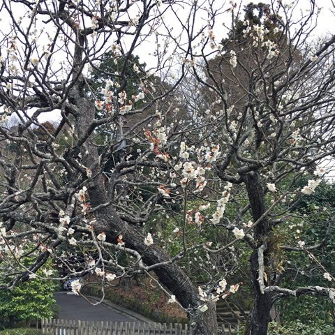 f:id:globalhead:20160306202542j:image f:id:globalhead:20160306202542j:image