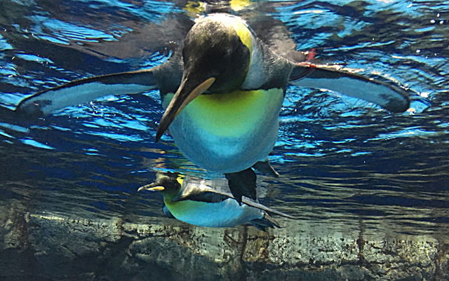 f:id:globalhead:20160507120127j:image