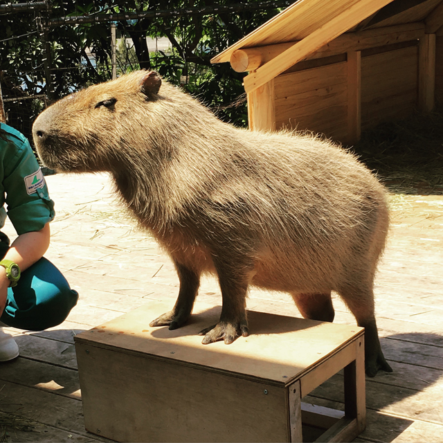 f:id:globalhead:20160507120131j:image