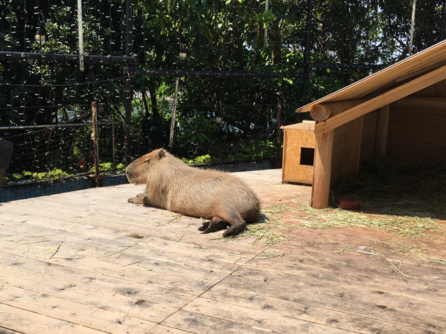 f:id:globalhead:20160507120132j:image