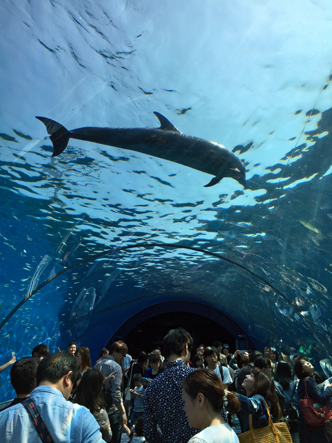 f:id:globalhead:20160507120133j:image