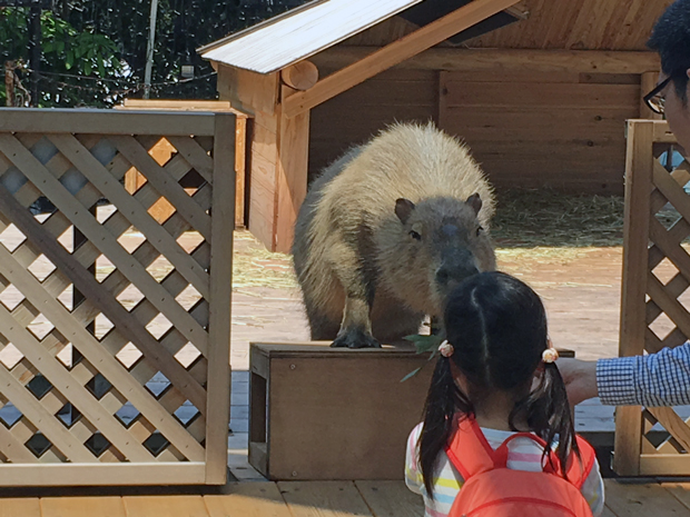 f:id:globalhead:20160507120914j:image