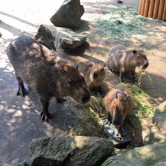 f:id:globalhead:20160816092449j:image