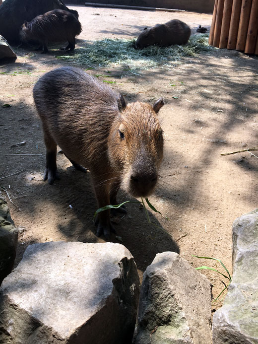 f:id:globalhead:20160816095011j:image
