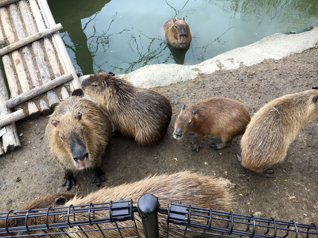 f:id:globalhead:20170410211340j:image f:id:globalhead:20170410211340j:image