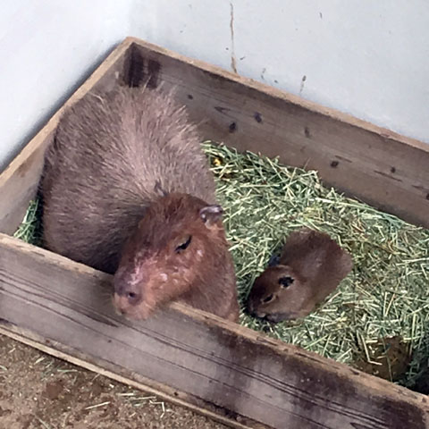 f:id:globalhead:20180329215024j:plain