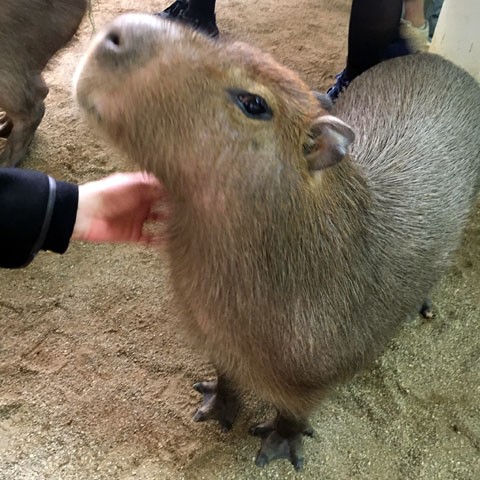 f:id:globalhead:20180329215702j:plain