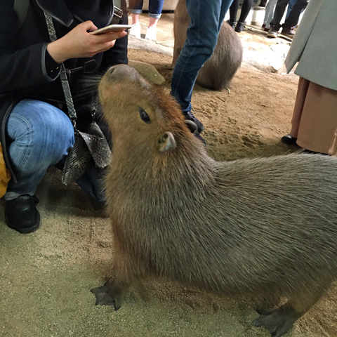 f:id:globalhead:20180329220052j:plain