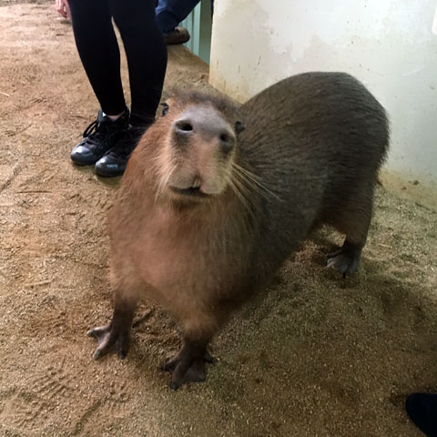 f:id:globalhead:20180329220213j:plain