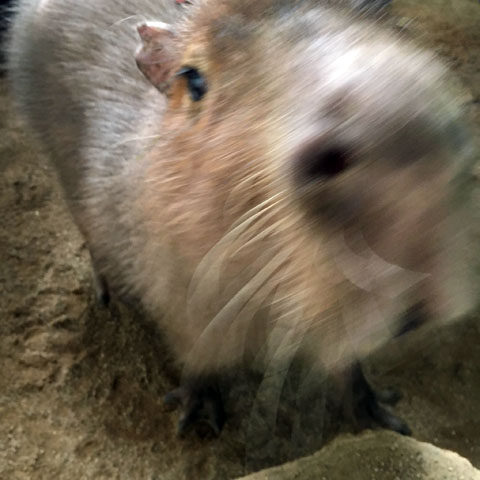 f:id:globalhead:20180329220431j:plain