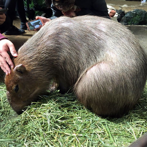 f:id:globalhead:20180329220557j:plain