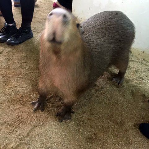 f:id:globalhead:20180329221315j:plain